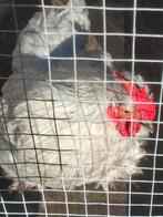 Haantjes cochin parelgrijs, Dieren en Toebehoren, Pluimvee, Mannelijk, Kip