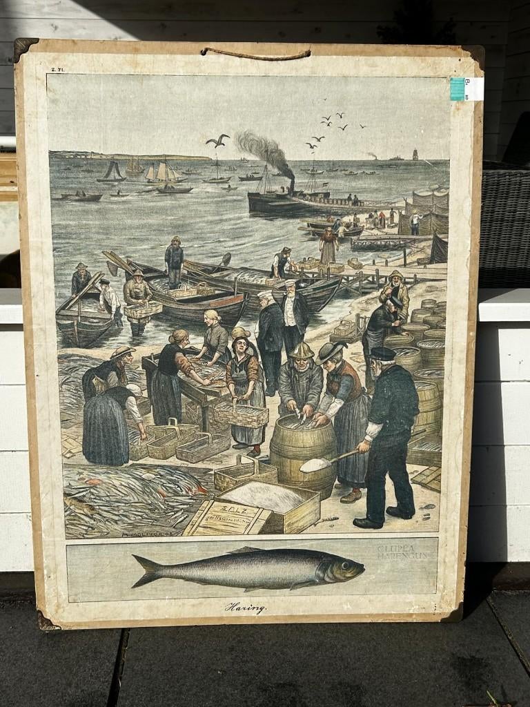 Haring, Ophalen of Verzenden, Natuur en Biologie