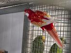 1-1 Rubino rosella, Meerdere dieren, Parkiet, Geringd