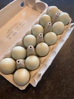 Araucana Broedeieren, Dieren en Toebehoren, Ophalen, Zo goed als nieuw, Overige typen