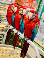 Jonge groenvleugel ara, Vrouwelijk, Papegaai, Pratend