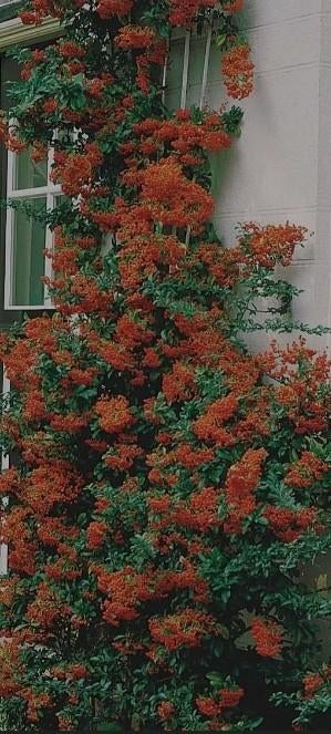 Vuurdoorn tuinplant, Ophalen, Overige soorten, Minder dan 100 cm