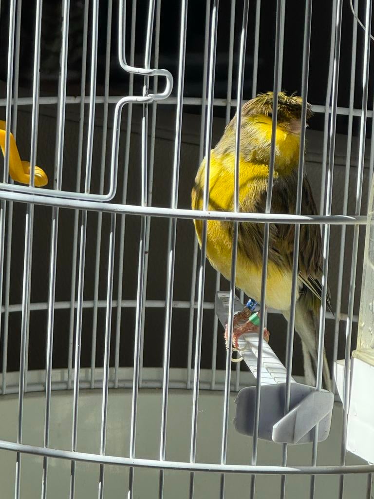 Kanarie man, Mannelijk, Kleurkanarie