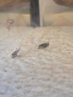 Corydorassen en Guppen, Dieren en Toebehoren, Vissen | Aquariumvissen, Vis, Zoetwatervis, Schoolvis