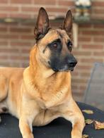 Mechelse Herder Yaman, 6 jaar. Zoekt nieuwe huis!, Dieren en Toebehoren, Honden | Herdershonden en Veedrijvers, 6 jaar of ouder