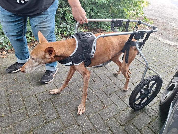 Hondenrolstoel grote honden, Dieren en Toebehoren, Honden-accessoires, Ophalen of Verzenden