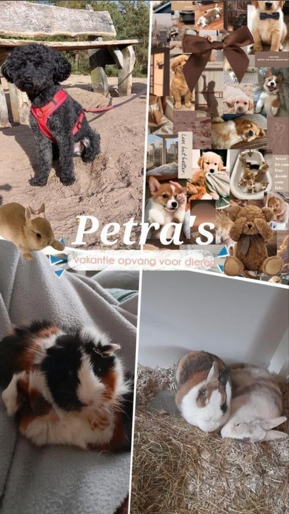 Petra's dierenopvang  het hele jaar oppas, Ophalen of Verzenden