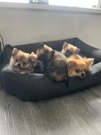 5 Schattige Pomeriaan Reutjes Beschikbaar, 8 tot 15 weken, Parvo, Meerdere, Nederland