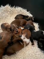 Te koop mooie piebalt teckel pup pups dwergteckelpuppy, Dieren en Toebehoren, Parvo, Nederland, 8 tot 15 weken, Korthaar