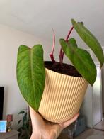 Philodendron Painted Lady in Elho Vibes pot, Ophalen of Verzenden, In pot, Halfschaduw, Minder dan 100 cm