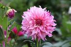 Dahlia, Ophalen of Verzenden, Voorjaar, Volle zon, Knol