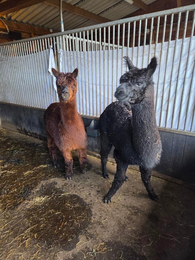 Alpaca, Dieren en Toebehoren, Overige Dieren, Maart, Vrouwelijk