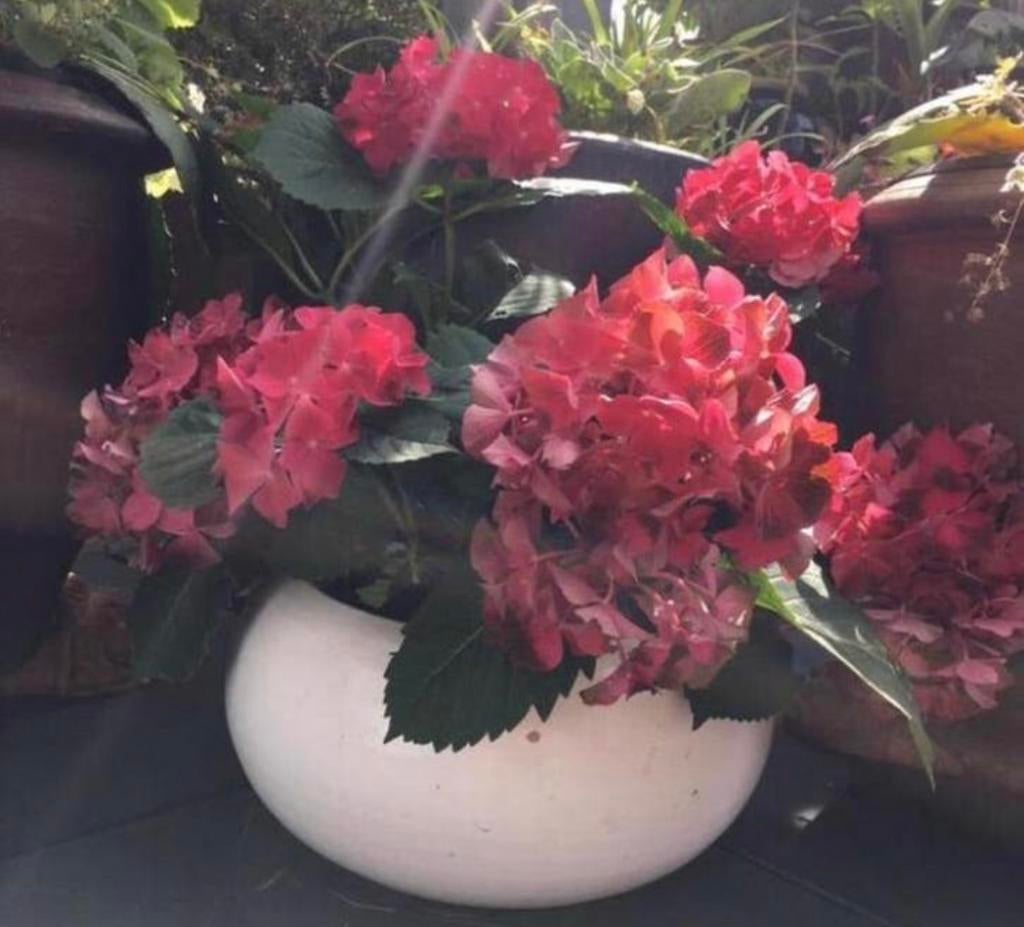 Handgemaakte grote terracotta bonsai bloempot 22,5cm wit, Tuin en Terras, 25 tot 40 cm, Gebruikt, Rond, Binnen