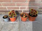 Coleus plantjes, Huis en Inrichting, Kamerplanten, Ophalen of Verzenden, Halfschaduw, Minder dan 100 cm