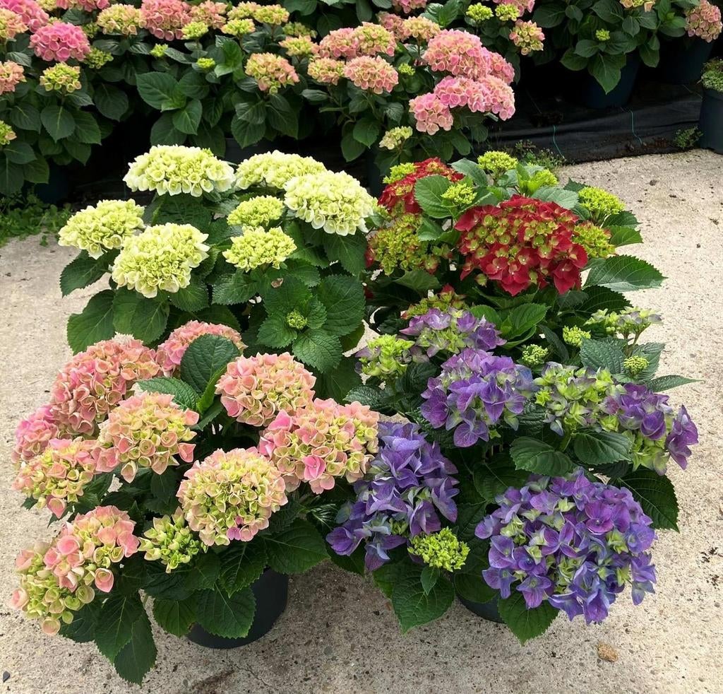 ACTIE Grote hortensia's vanaf €8,50 - direct van de kweker, Tuin en Terras, Planten | Tuinplanten, Ophalen, Overige soorten, Halfschaduw