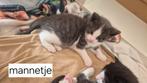 Kittens, Meerdere dieren, Ontwormd
