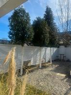 3 portugees laurier bomen, Ophalen, Halfschaduw, Overige soorten, 100 tot 250 cm