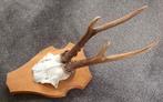 Ree gewei, Ophalen of Verzenden, Zo goed als nieuw, Hert, Gewei of Kop