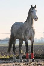 Mooie kwpn ruin, Dieren en Toebehoren, Paarden, Met stamboom, Ruin, 170 tot 175 cm, 7 tot 10 jaar