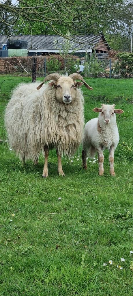 Drents heideschaap, Vrouwelijk, Schaap