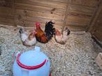 chabo tarwe kleur, Dieren en Toebehoren, Meerdere dieren, Kip