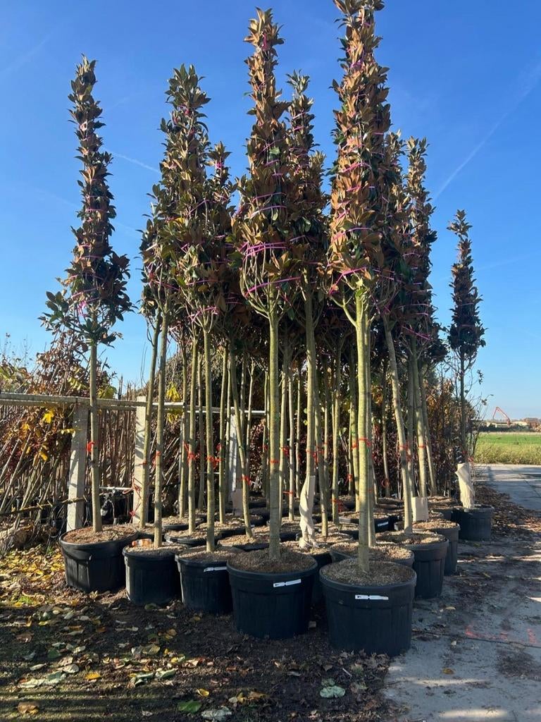 Magnolia Grandiflora 🍀❗️groenblijvend❗️🍀, Ophalen, Lente