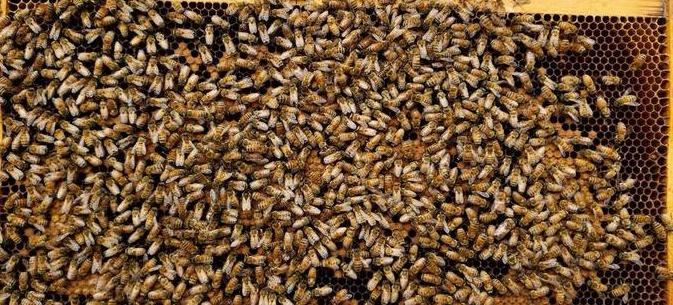 Bijenvolk gezocht, Dieren en Toebehoren, Bijen