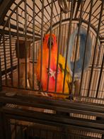 Zonparkiet met kooi Aratinga solstitialis, Mannelijk, Parkiet