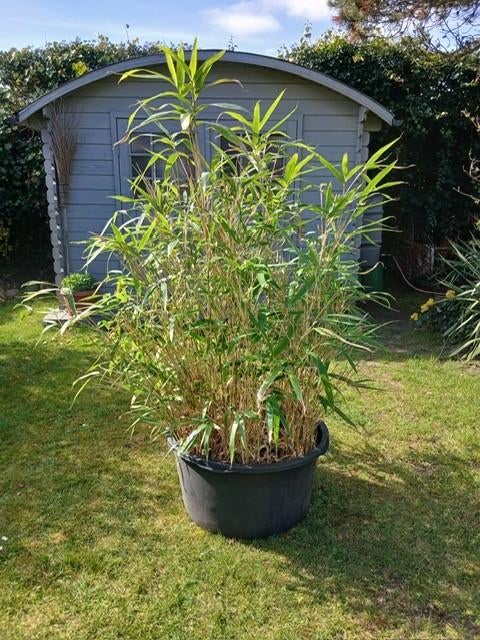 Bamboe fargesia, Vaste plant, Bloeit niet, Halfschaduw, Ophalen