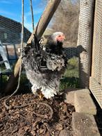 Brahma krulveer haan, Dieren en Toebehoren, Mannelijk, Kip