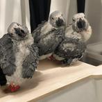 Lorre & co - Super tamme GRIJZEROODSTAARTJES, Vrouwelijk, Papegaai