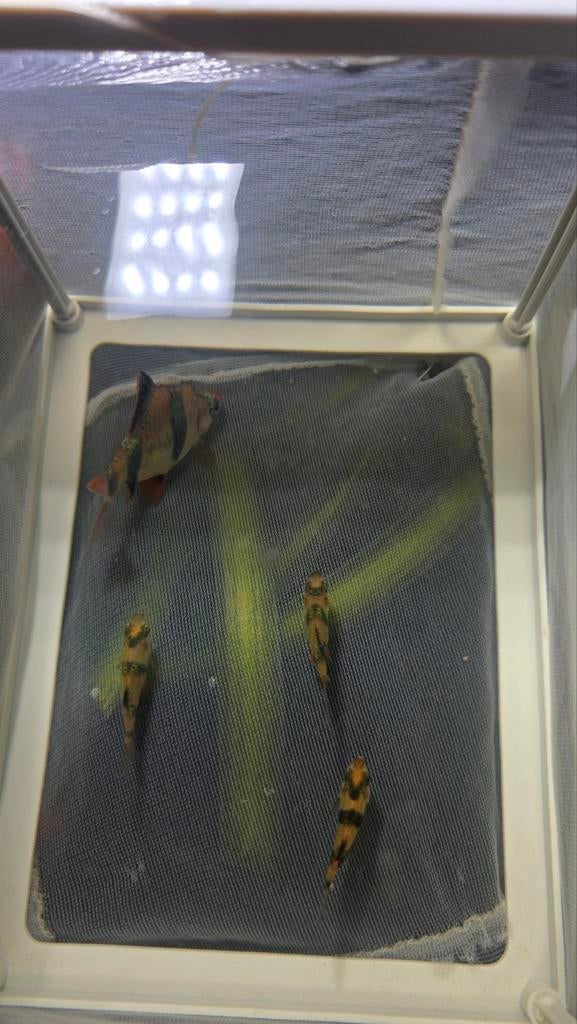 4x sumatraan aquarium vissen, Ophalen, Leeg aquarium