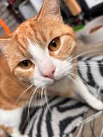 2 jaar oranje (buiten) kat europese korthaar, Kater