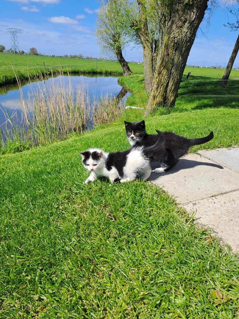 [Gereserveerd] Kittens, Dieren en Toebehoren, Katten en Kittens | Overige Katten, Poes, Kortharig, 0 tot 2 jaar