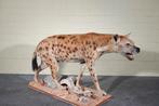 gevlekte hyena fullmount taxidermy, Ophalen