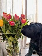 Labradoodle pup zoekt huisje, Dieren en Toebehoren, Honden | Retrievers, Spaniëls en Waterhonden, Overige rassen, 8 tot 15 weken