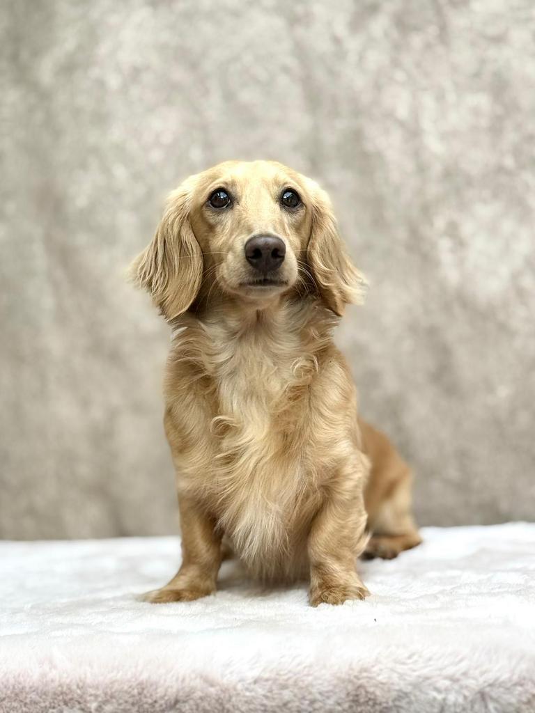 Cream teckel dekreu, Dieren en Toebehoren, Honden | Retrievers, Spaniëls en Waterhonden, Reu, Overige rassen, Particulier, Meerdere