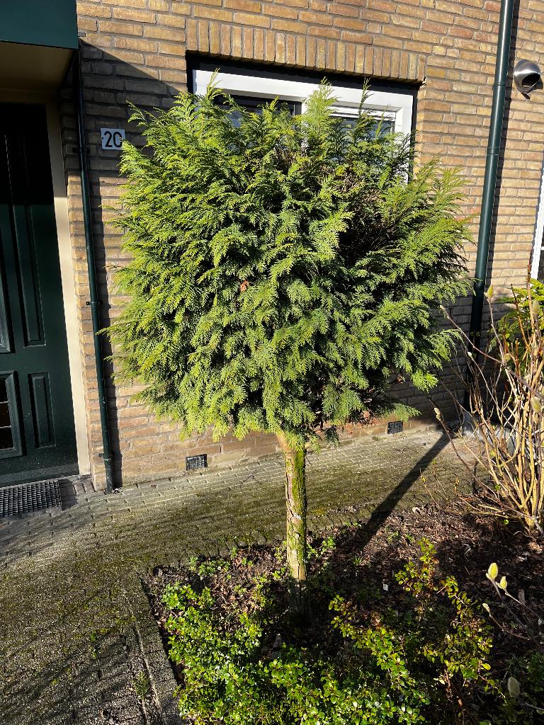 Conifeer op stam (2m hoog), Tuin en Terras, Planten | Bomen, Bloeit niet, Halfschaduw, 100 tot 250 cm, Ophalen