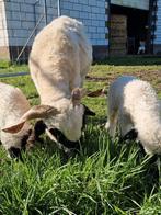 2 Walliser schwarznase ooien met 3 lammeren, Dieren en Toebehoren, Schapen, Geiten en Varkens, Vrouwelijk, Schaap
