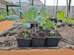 Biologisch geteelde Palmkool stekjes planten, Ophalen, Eenjarig, Groenteplanten, Volle zon