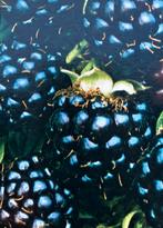 Braam...🌿.🌞. Fruitplant  * Black Satin, Ophalen, Fruitplanten, Volle zon