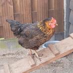 Super leuke lieve Marans, Dieren en Toebehoren, Pluimvee, Vrouwelijk, Kip