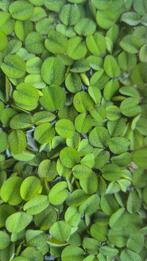 Salvinia minima, aquariumplanten, drijfplant, Ophalen, Nieuw, Plant(en), Steen of Hout