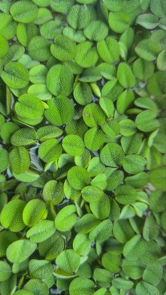 Salvinia minima, aquariumplanten, drijfplant, Dieren en Toebehoren, Vissen | Aquaria en Toebehoren, Nieuw, Plant(en), Steen of Hout