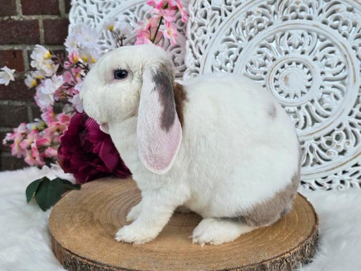 Super lieve gecastr. rexhangoordwerg Winterswijk/Rotterdam, Dieren en Toebehoren, Konijnen, Dwerg, Mannelijk, 0 tot 2 jaar, Hangoor