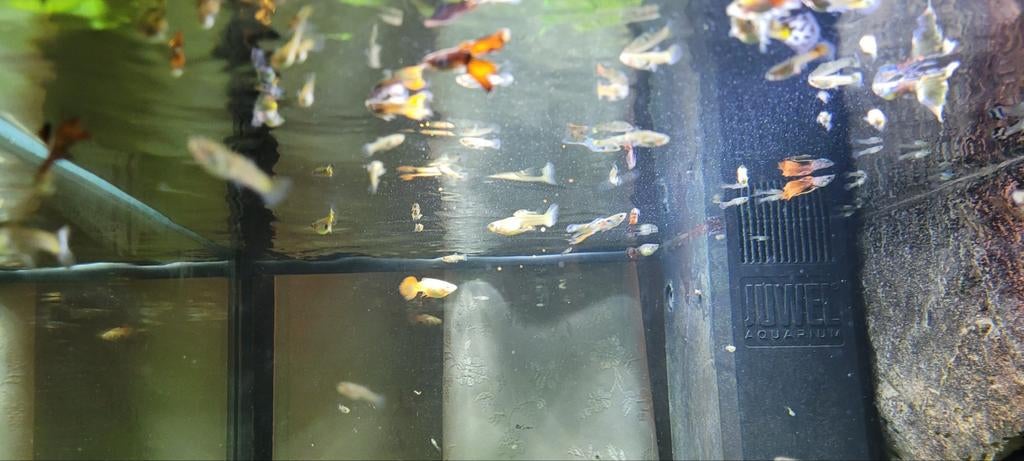 25 guppen voor €10, Dieren en Toebehoren, Vis