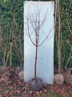 Acer griseum (papieresdoorn), Ophalen, Bloeit niet, Halfschaduw, Overige soorten