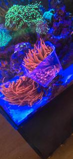 Rode tepelanemoon, Dieren en Toebehoren, Overige typen, Zoutwatervis