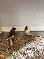 Harlekijn kanaries, Meerdere dieren, Kleurkanarie