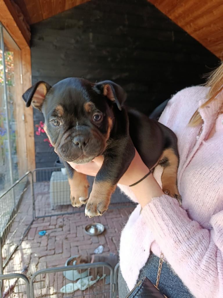 American Bully pocket,zijn opzoek naar een gouden mandje!, Dieren en Toebehoren, Overige rassen, 8 tot 15 weken, Meerdere, Meerdere dieren